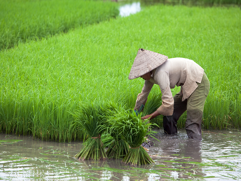 a voir au Vietnam