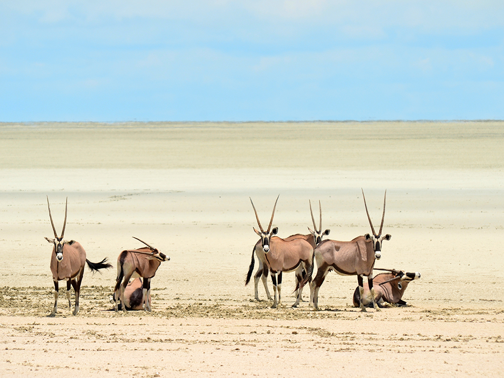 avant de partir en Namibie