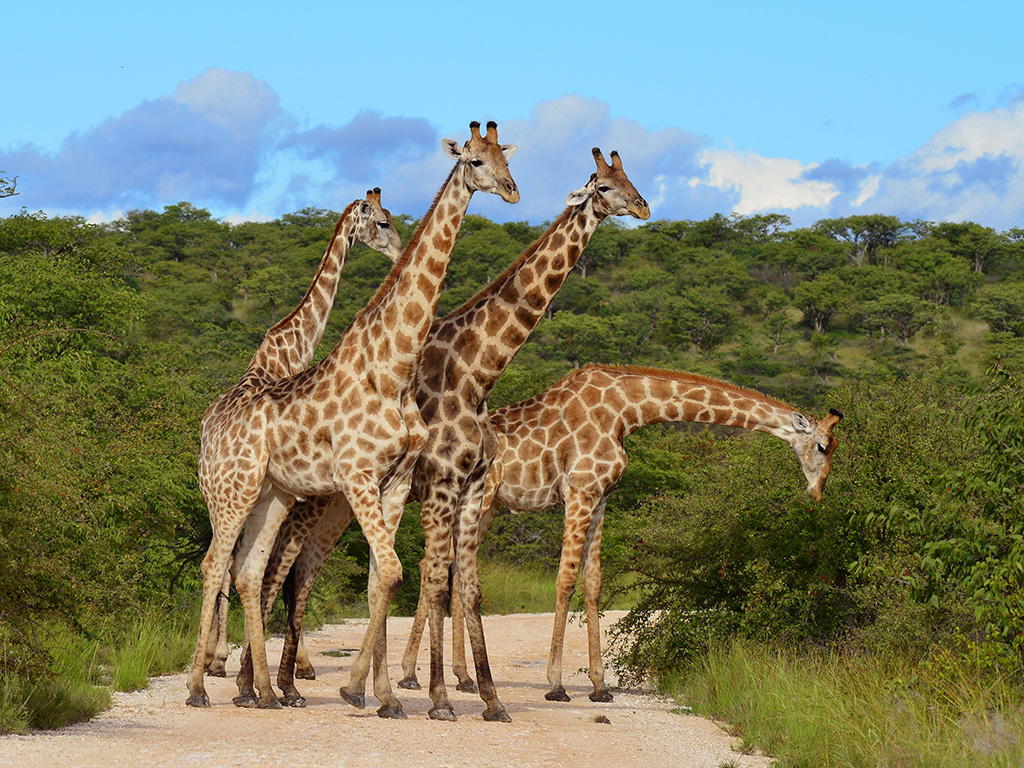 Quand Partir en Tanzanie