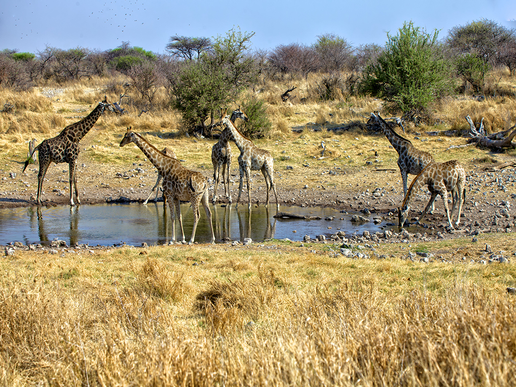 quand partir en Namibie