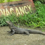 Séjour linguistique au Costa Rica : ¡Pura vida!