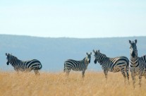 Tanzanie, la destination indiquée pour observer la faune sauvage Tanzanie, la destination indiquée pour observer la faune sauvage