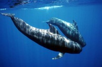 Un voyage pour découvrir les cétacées de l’Espagne Un voyage pour découvrir les cétacées de l’Espagne