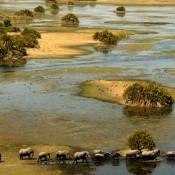 Découvrir le Delta de l’Okavango