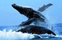 Découvrez l’ÎLE SAINTE-MARIE Découvrez l’ÎLE SAINTE-MARIE