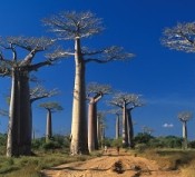 Madagascar : une visibilité accrue aux yeux des touristes anglophones