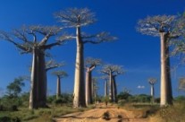 Madagascar : une visibilité accrue aux yeux des touristes anglophones