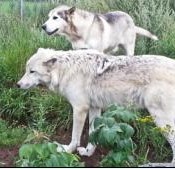 Le Loup et le Chien