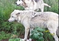 Le Loup et le Chien
