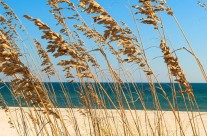 Location sur Ars-en-Ré pour des séjours mémorables Location sur Ars-en-Ré pour des séjours mémorables