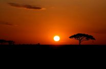 Vous rêvez de faire un safari, mais où et quand dois-je le faire? Vous rêvez de faire un safari, mais où et quand dois-je le faire?