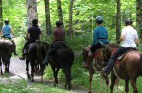 Au Québec a cheval Hiver comme été, dans un Ranch magnifique Au Québec a cheval Hiver comme été, dans un Ranch magnifique