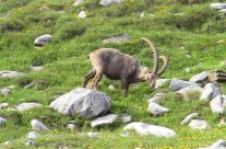 Le Parc National de la Vanoise Le Parc National de la Vanoise