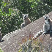 Partir en randonnée et trekking avec « Harlin » dans des massifs, vallées et forêts au Sud; Sud-Est de Madagascar