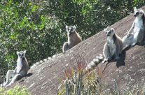 Partir en randonnée et trekking avec « Harlin » dans des massifs, vallées et forêts au Sud; Sud-Est de Madagascar