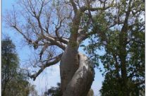 Madagascar : voyager avec madagascar-eden.jimdo.com