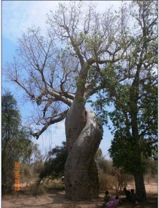 baobab