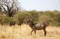 Le Ronjo Camp et les espèces animales qui y vivent