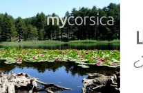 Vacances en Corse : 5 lieux incontournables à visiter Vacances en Corse : 5 lieux incontournables à visiter