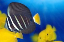 Une immersion dans l’univers subaquatique de l’Australie Une immersion dans l’univers subaquatique de l’Australie