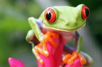 Voyage Costa Rica: organiser son séjour le plus efficacement