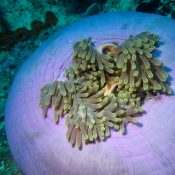 Une de mes plus belles plongées, « The Passage », à Raja Ampat…