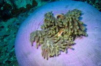 Une de mes plus belles plongées, « The Passage », à Raja Ampat…