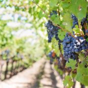 Un vignoble : un lieu idéal pour une belle découverte