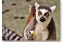 Visite guidée du Parc des Mamelles en Guadeloupe Visite guidée du Parc des Mamelles en Guadeloupe