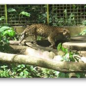 Visite guidée du Parc des Mamelles en Guadeloupe