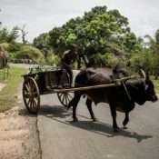 Les champs de cacao sur la Grande île de Madagascar