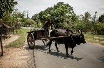 Les champs de cacao sur la Grande île de Madagascar Les champs de cacao sur la Grande île de Madagascar