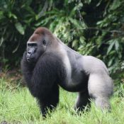 Immersion chez les pygmées près de Kribi