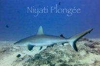 Croisières plongée en voilier en Polynésie Française Croisières plongée en voilier en Polynésie Française