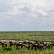 Safari dans le Nord de la Tanzanie : Les réserves à ne pas manquer