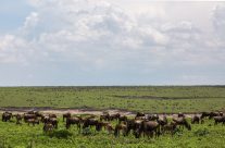 Safari dans le Nord de la Tanzanie : Les réserves à ne pas manquer Safari dans le Nord de la Tanzanie : Les réserves à ne pas manquer