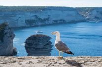 La Corse, La Rochelle et Hyères : trois belles destinations pour l’été