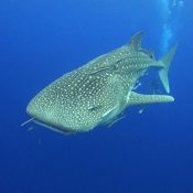 Guide de plongée à Koh Tao