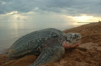 Découvrez l’Afrique équatoriale au Gabon Découvrez l’Afrique équatoriale au Gabon