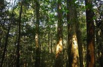 La réserve naturelle de Pu Huong La réserve naturelle de Pu Huong