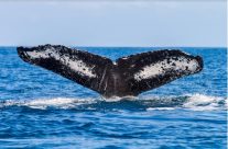 Séjour à Madagascar : Nosy be ou île Sainte-Marie ? Séjour à Madagascar : Nosy be ou île Sainte-Marie ?