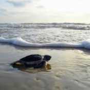 Agir pour la préservation des tortues au Costa Rica