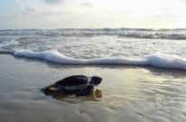 Agir pour la préservation des tortues au Costa Rica