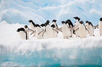 Découvrez l’Antarctique pendant une croisière