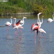 Partir à la découverte de la Camargue : les sites incontournables