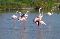 Partir à la découverte de la Camargue : les sites incontournables