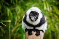 Pourquoi faire appel à un chauffeur guide à Madagascar