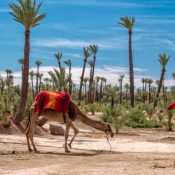 Découvrez la beauté de Marrakech et le désert Marocain