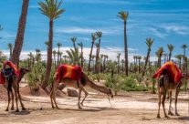 Découvrez la beauté de Marrakech et le désert Marocain