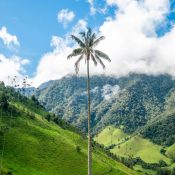 Les palmiers à cire, les géants de la Colombie